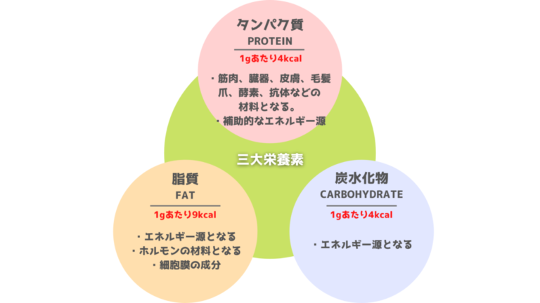 【永久保存版】大会優勝者が教える！食事管理完全マニュアル